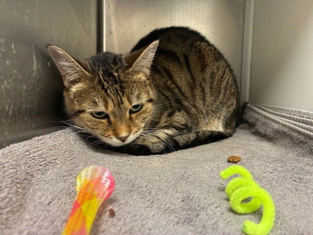 SERENGETI - Domestic Short Hair available for adoption