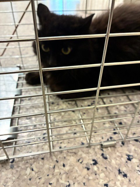 *LEAFY - Domestic Long Hair for adoption in Thornton