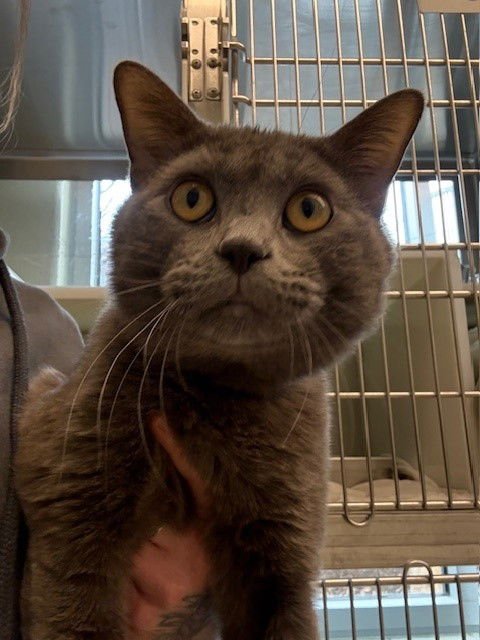 *TODD - Domestic Short Hair available for adoption