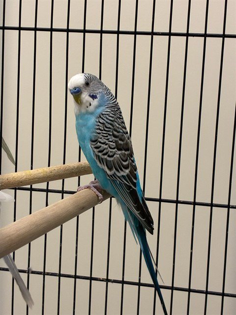 *SALVADOR - Parakeet - Other available for adoption