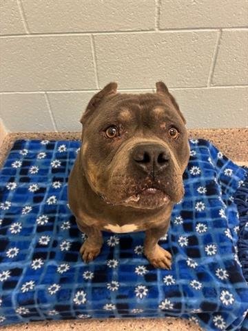 BRUNO - Staffordshire Bull Terrier available for adoption