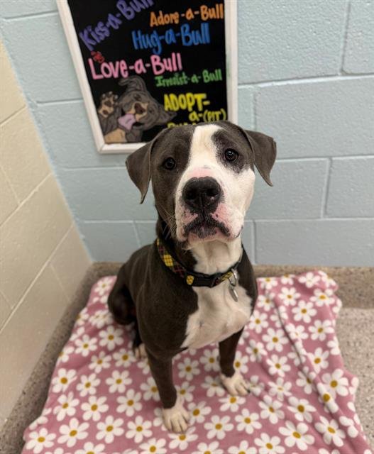 CANE - American Bulldog available for adoption