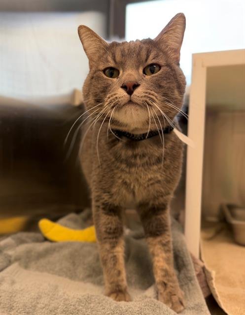 *PHO - Domestic Short Hair available for adoption