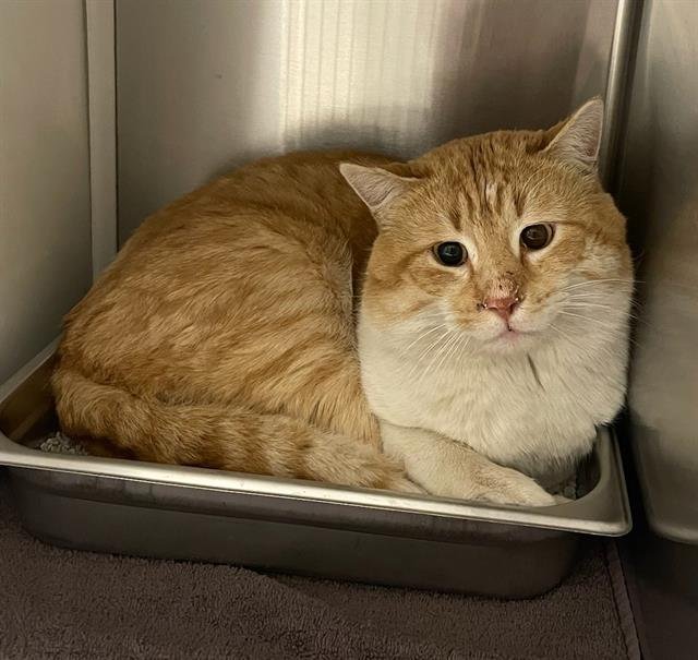 *JACK - Domestic Short Hair available for adoption