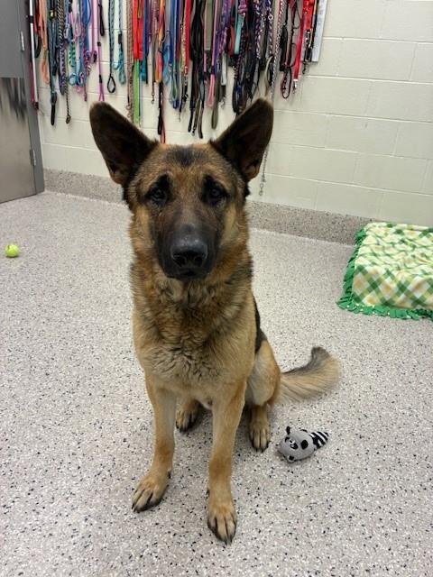 *MAD HATTER - German Shepherd Dog available for adoption