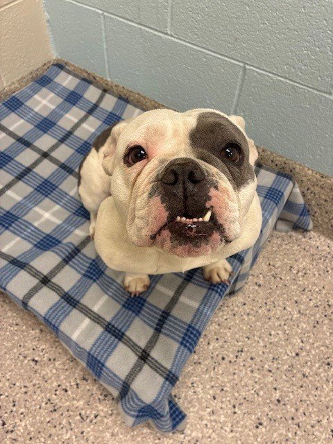 *SNACKS - English Bulldog available for adoption