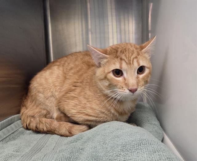 MUNCHKIN - Domestic Short Hair available for adoption