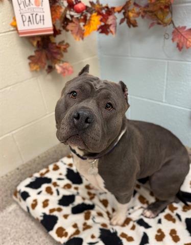 *HONEYBUN - American Bulldog available for adoption