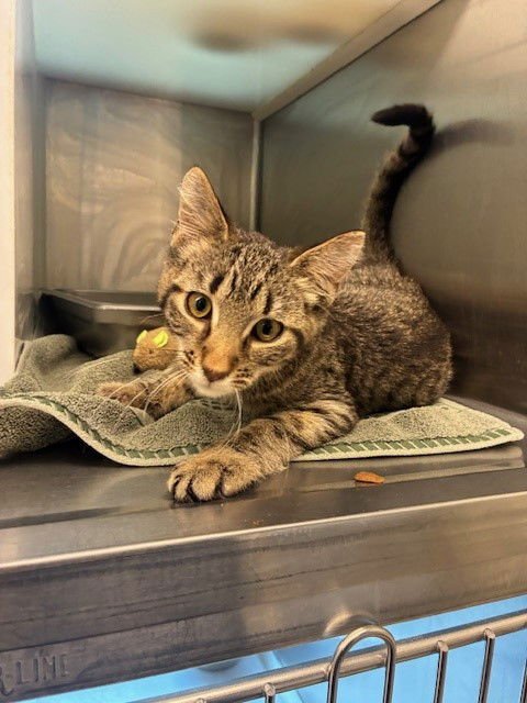 *ALPINE - Domestic Medium Hair available for adoption