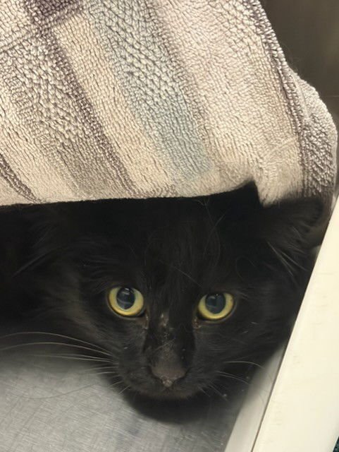 *BELLAMY - Domestic Long Hair available for adoption