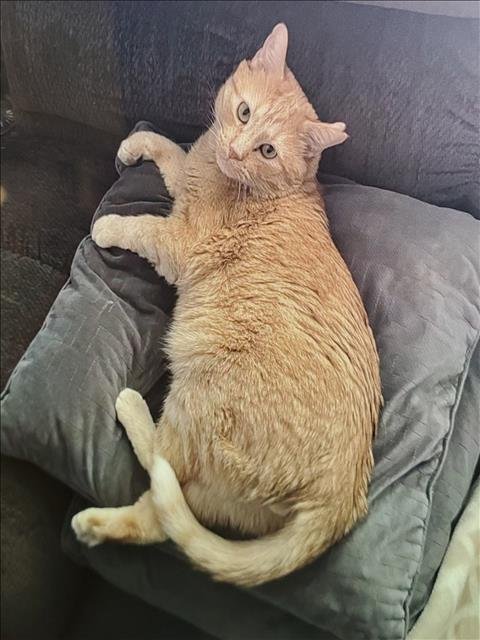 OLIVER - Domestic Short Hair available for adoption