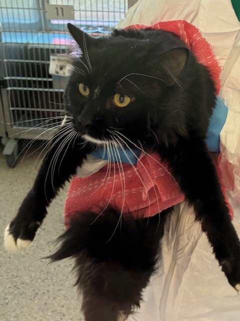 *JASON - Domestic Long Hair available for adoption