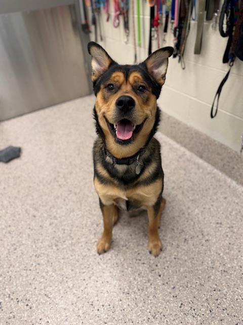 ROWEN - German Shepherd Dog / Siberian Husky available for adoption