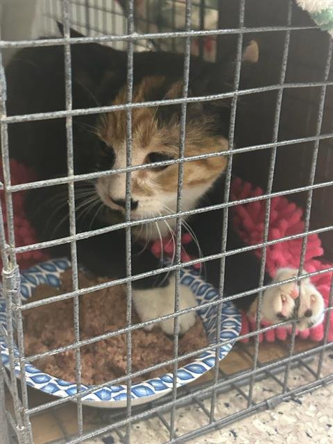 *BUTTER FINGER - Domestic Short Hair available for adoption