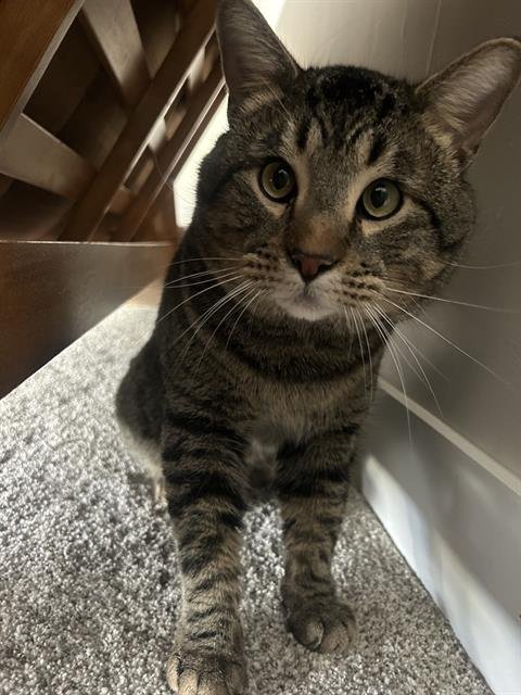 SILVER - Domestic Short Hair available for adoption