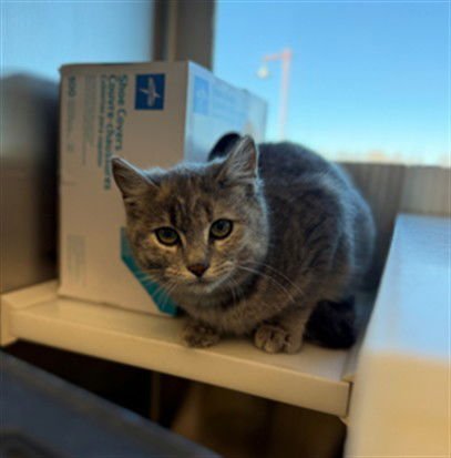 *PANCAKES - Domestic Short Hair available for adoption