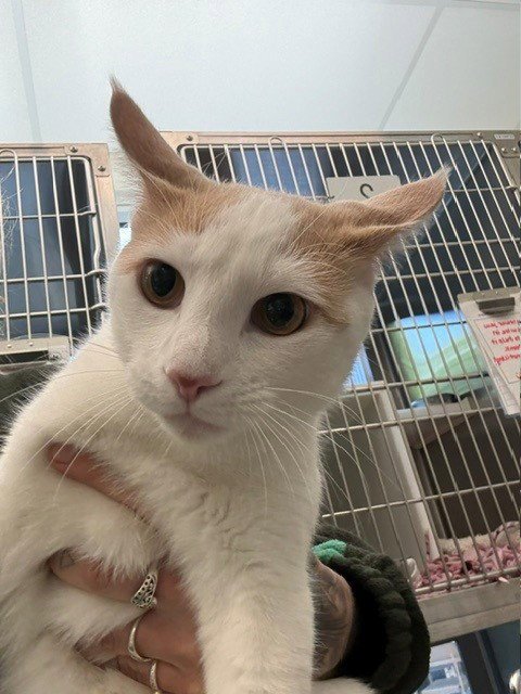 MOMO - Domestic Short Hair for adoption in Thornton