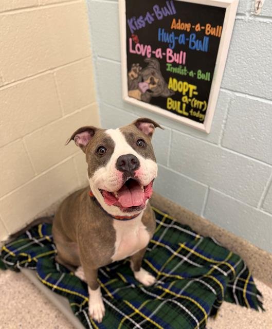 TYRA - Pit Bull Terrier available for adoption