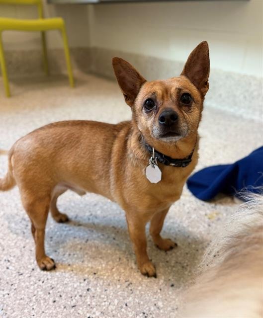 GUS GUS - Chihuahua available for adoption