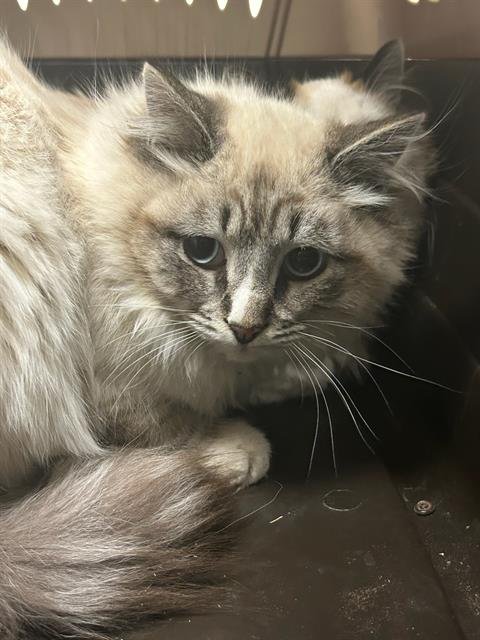 *MISO - Domestic Long Hair available for adoption