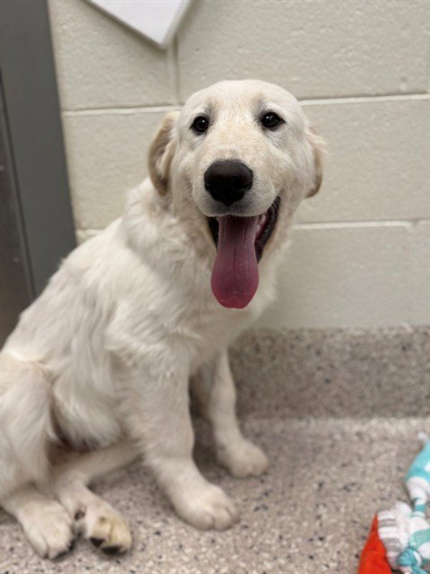 *FUNKY MOE - Great Pyrenees available for adoption