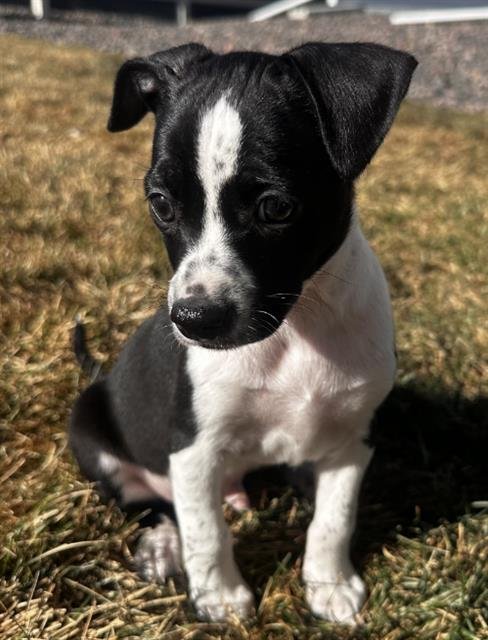 *COMET - Chihuahua available for adoption