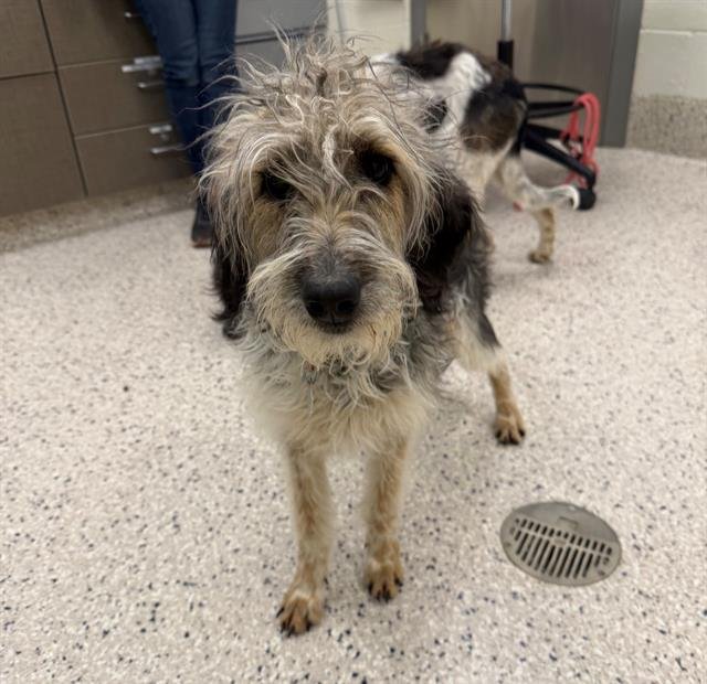 *EVIE - Poodle (Standard) / Bloodhound available for adoption