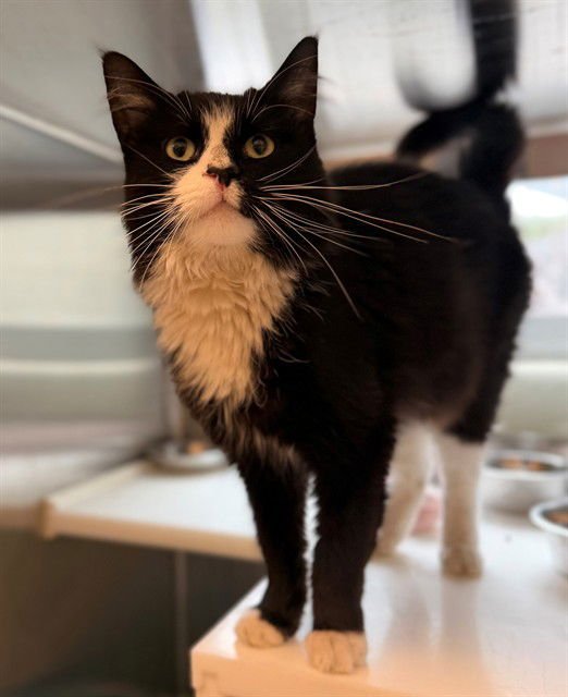 *PALMYRA - Domestic Short Hair available for adoption