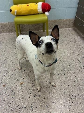 *TAPIOCA - Australian Cattle Dog/Blue Heeler available for adoption