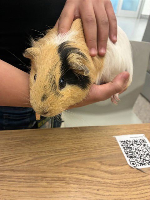 HONEY - Guinea Pig available for adoption