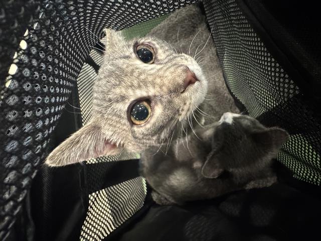 *PRUDIE - Domestic Short Hair available for adoption