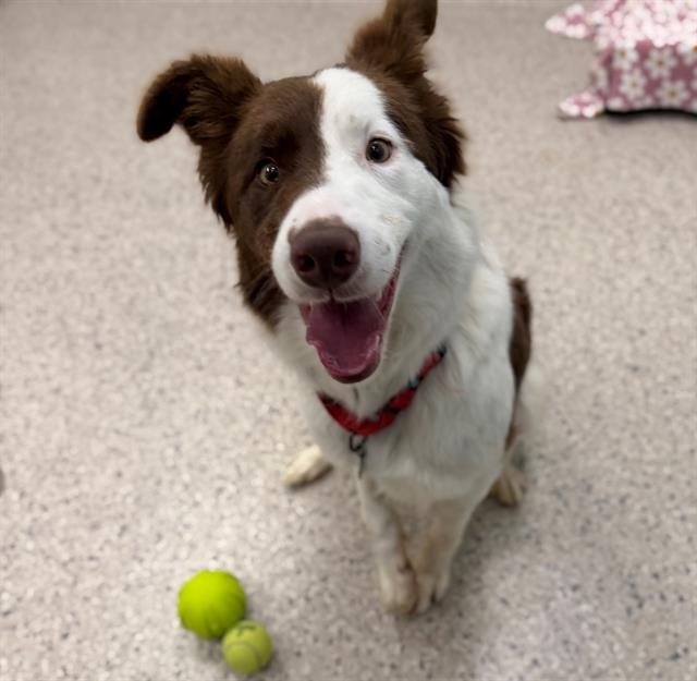 *CRISSY - Border Collie available for adoption