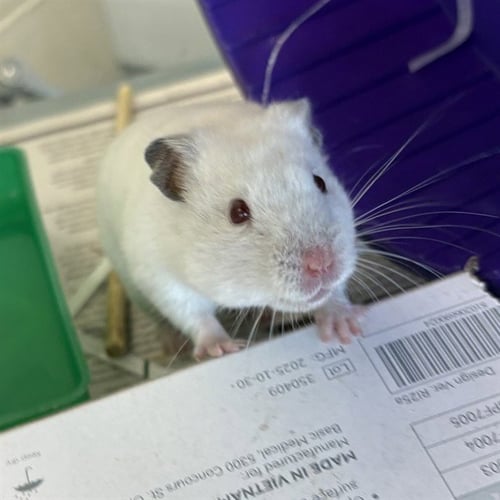 *MEGAN - Hamster available for adoption