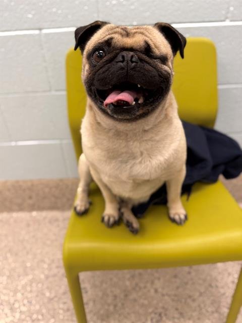 *GAZPACHO - Pug available for adoption