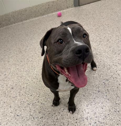 ARLO - Pit Bull Terrier available for adoption