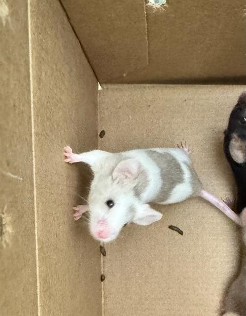 MOO - Mouse available for adoption