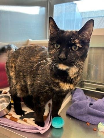 *POLLY - Domestic Short Hair available for adoption