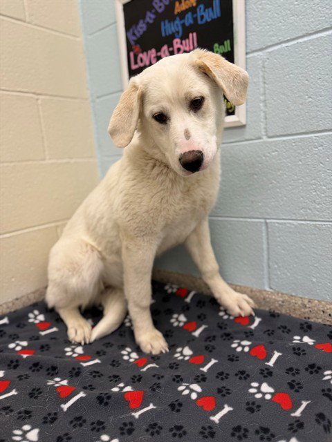 *WEDDING SOUP - Great Pyrenees available for adoption