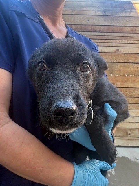 *ARACELI PEARL - Border Collie / Siberian Husky available for adoption