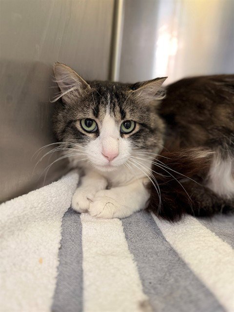 *ZINGER - Domestic Long Hair for adoption in Thornton