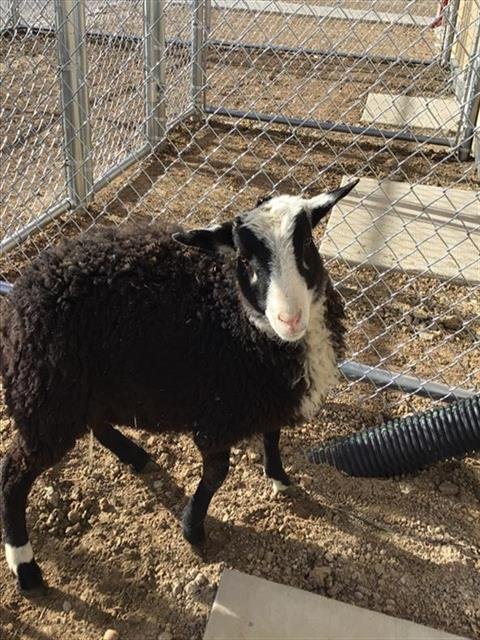 *MURRIE - Sheep available for adoption