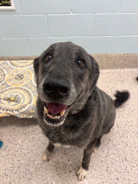 NELSON - Labrador Retriever / Great Pyrenees available for adoption