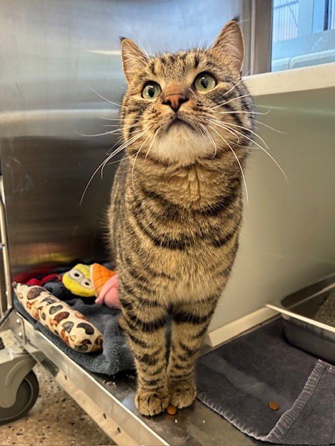 *JAMESON - Domestic Short Hair available for adoption