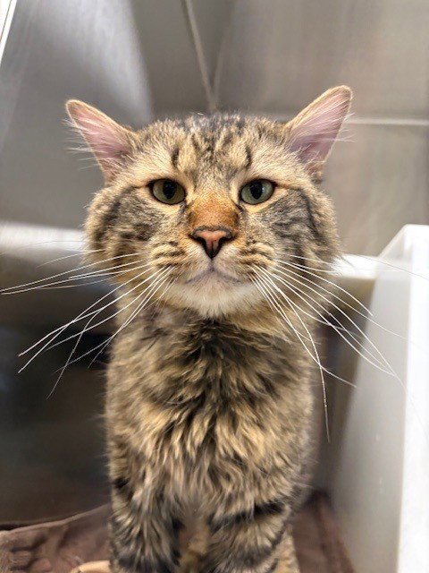 *CLARENCE - Domestic Medium Hair available for adoption