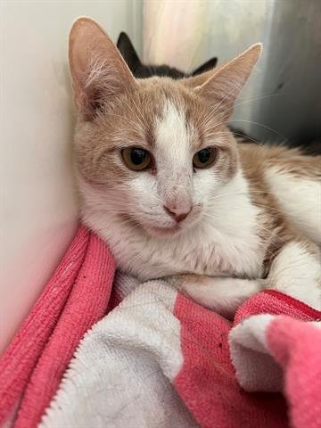 *TANGY - Domestic Short Hair available for adoption