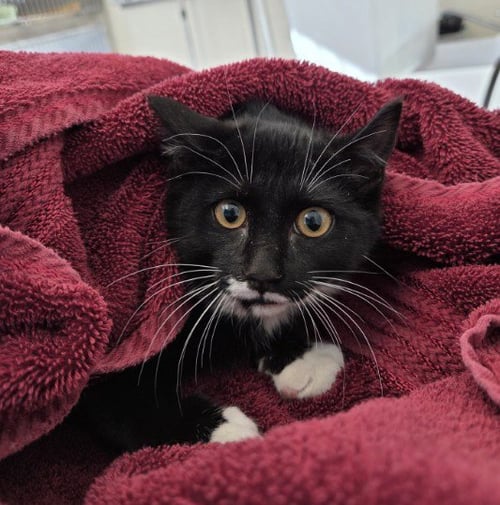 *BUMPER - Domestic Short Hair available for adoption
