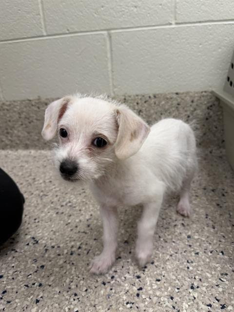 *COOPER - Terrier available for adoption