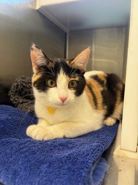 PHANTOM - Domestic Short Hair available for adoption