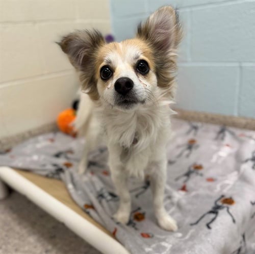 *BRAM - Papillon available for adoption