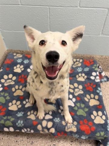 *TAMMY - Australian Cattle Dog/Blue Heeler available for adoption